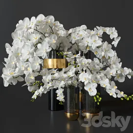 Flower orchids
